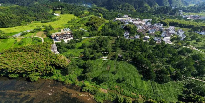 中国红茶之乡 - 安徽黄山祁门县